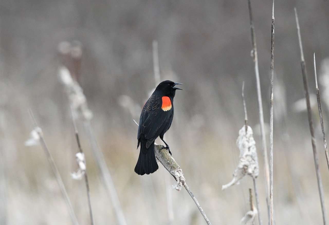 The Role of Conservation Education in Fostering a Love for Wildlife